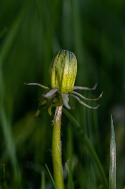 A vertical shot of a dandelion flower bud in a field