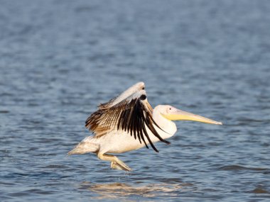 Dalmaçyalı pelikan (Pelecanus crispus) suda yüzüyor