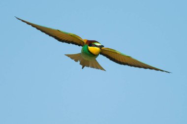 Avrupalı bir arı yiyici