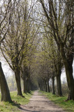 Ormandaki iki ağaç arasındaki patikanın dikey görüntüsü.