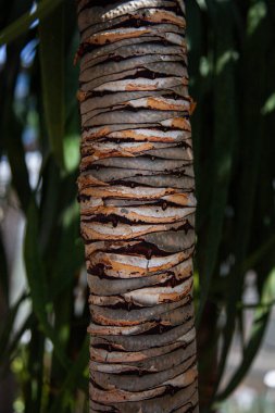 Bir palmiye gövdesinin güzel dikey çekimi.