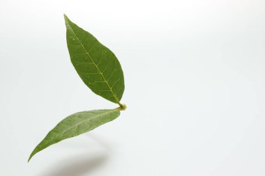 İzole edilmiş beyaz zemin üzerinde yeşil yapraklar eğreltiotu tropikal yağmur ormanları. Yumuşak ışık ve boşluk kopyala.