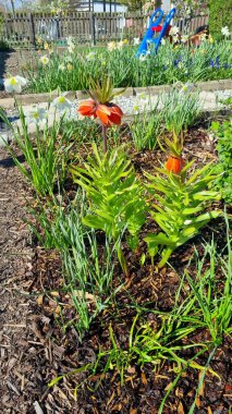A vertical shot of Imperial hazel grouse in a public landscaped park