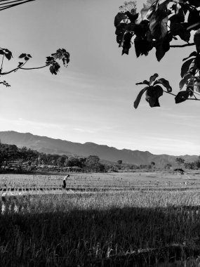 A vertical grayscale shot of a field with rice plantations