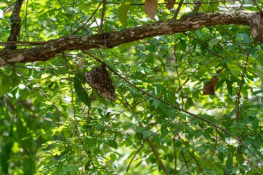 A Closeup of Honeybee swarm hanging on a tree branch