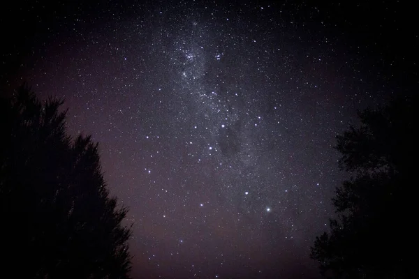 Silhouette Trees Beautiful Starry Night Sky — 스톡 사진