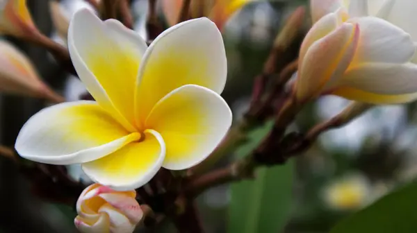 Een Closeup Van Een Heldere Bloem Een Park — Stockfoto