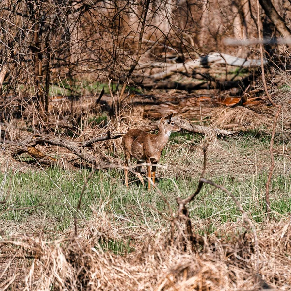 Vertical Shot White Tailed Deer Odocoileus Virginianus Standing Grass Selected — Zdjęcie stockowe