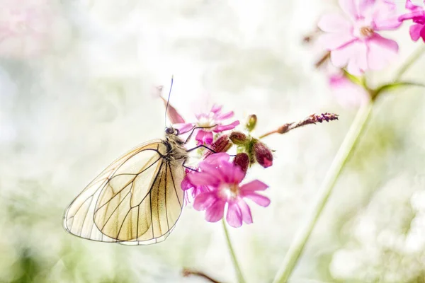 Semi Transparent Butterfly Back Lighting Highlighting Strong Black Veins Butterflies — Photo