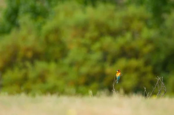 Avrupa Arı Yiyicisi Merops Apiaster — Stok fotoğraf