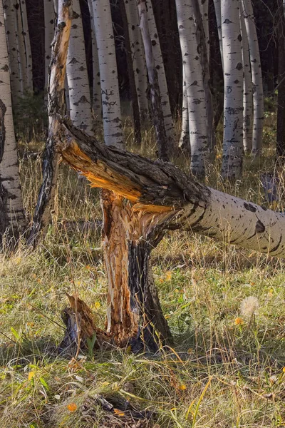 Closeup Snapped Aspen Tree Trunk — Fotografia de Stock