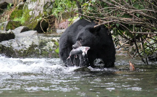 Närbild Svart Björn Som Håller Fisk Munnen Floden — Stockfoto