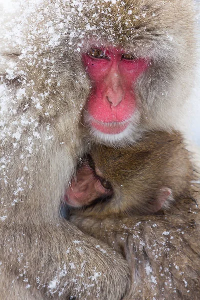 Closeup Shot Portrait Japanese Snow Monkey Little Snow Head — Stock Photo, Image