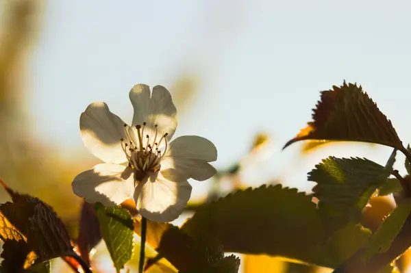 Närbild Skott Blommande Blomma Gren Solig Park — Stockfoto