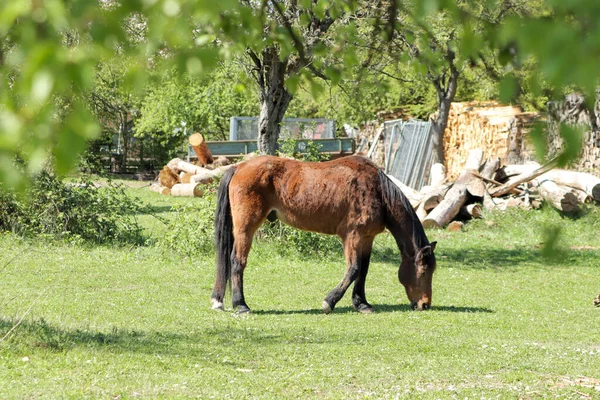 Scenic View Brown Horse Grazing Green Grass Farmland Sunny Day — Foto de Stock
