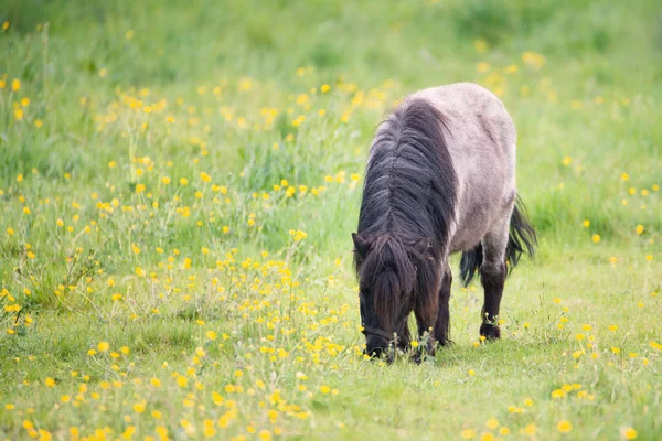 Pony Grazing Meadow Animal Farm Springtime Ranch Horses Countryside —  Fotos de Stock
