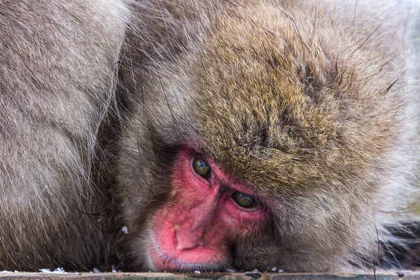 A closeup shot of a fluffy wild macaque monkey face