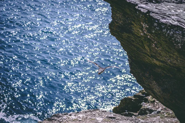 Closeup Shot Bird Flying Rocky Cliff Ocean Background — Stock Photo, Image