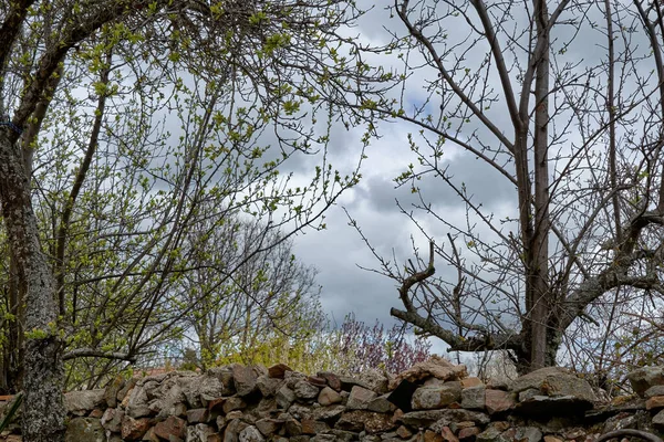 庭の曇り空に対する若い木の眺め — ストック写真