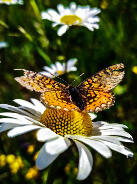 一只孔雀蝴蝶在普通雏菊上的垂直镜头 — 图库照片