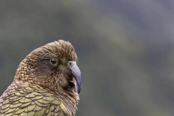 Endangered Kea One Most Intelligent Birds World New Zealand Endemic — Stock Photo, Image