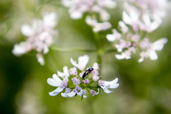 Flower Coriander Plant Sunny Day Fully Blured Background Its Scientific — Stock Photo, Image