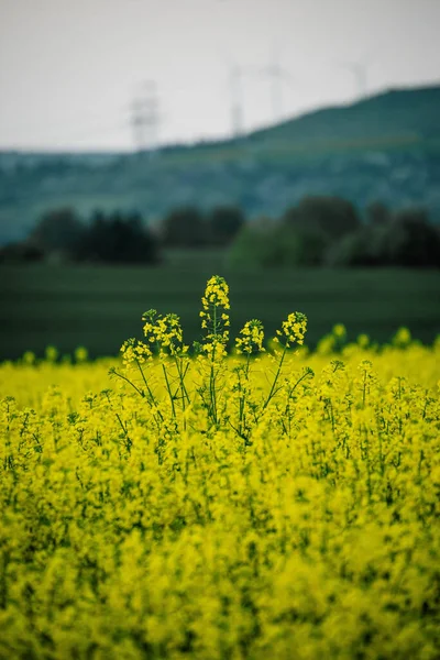 Vertikální Detailní Záběr Venkovské Krajiny Žlutým Polem Řepky Rozmazaném Pozadí — Stock fotografie