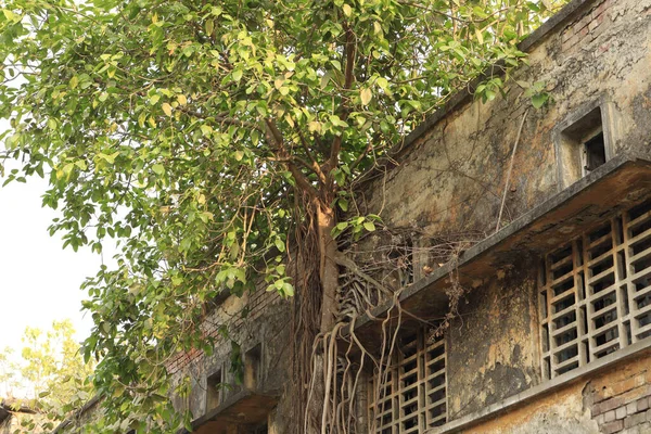 Beautiful View Banyan Tree Growing Abandoned Building Roots Climbing Its — Stock Photo, Image