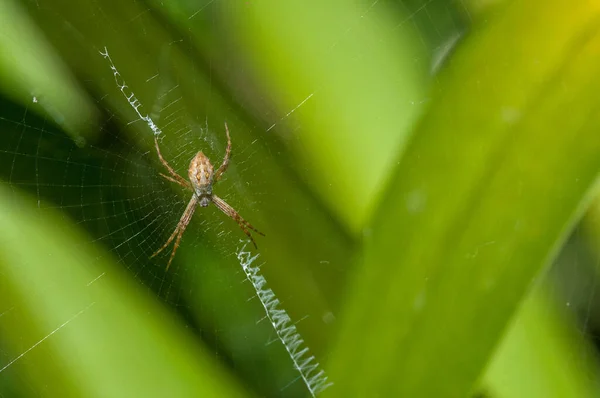 Closeup Shot European Garden Spider Spinning Its Web —  Fotos de Stock