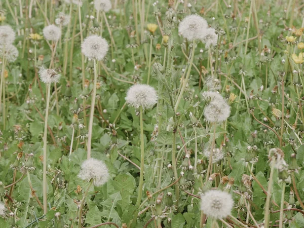 Senior East European Lady Enjoying Spring Relaxing Field Dandelions Hills — Stockfoto