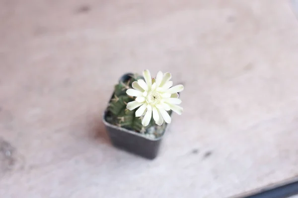 Primer Plano Una Pequeña Flor Blanca Maceta — Foto de Stock