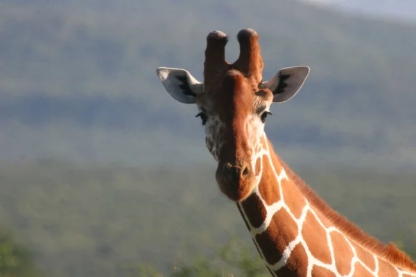 Portrait Giraffe Blurred Background — Stock Photo, Image