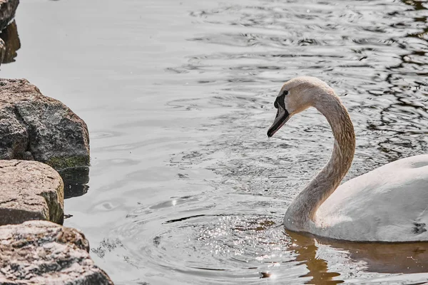 Close Cisne Mudo Flutuando Água Cygnus Olor — Fotografia de Stock