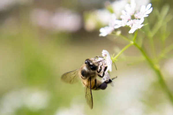Pszczoła Zbierająca Nektar Kwiatu Kolendry Naukowe Imię Kolendry Coriandrum Sativum — Zdjęcie stockowe