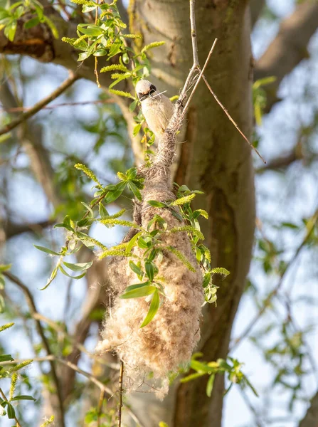 Close Remiz Pendulinus Bird Nest Tree Wild Nature Spring — Foto de Stock