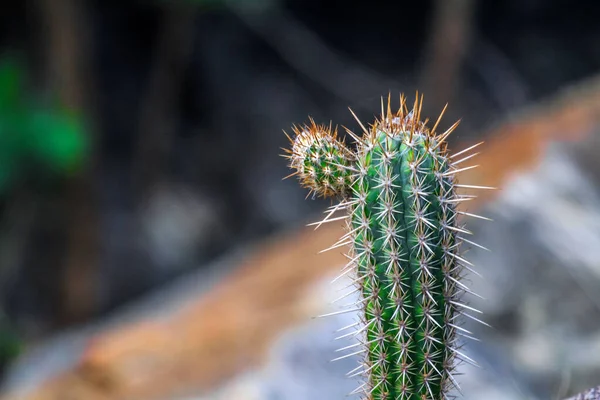 Primer Plano Hermoso Cactus Sobre Fondo Borroso — Foto de Stock