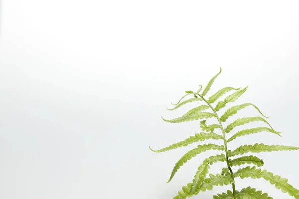 Zelené Listy Kapradí Tropický Deštný Prales Izolovaném Bílém Pozadí Měkké — Stock fotografie