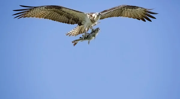 Closeup Osprey Holding Fish Its Claws Flying High Blue Cloudless — Stockfoto