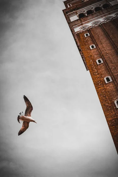 Low Angle Shot Bird Flying Mark Campanile — Stock Photo, Image