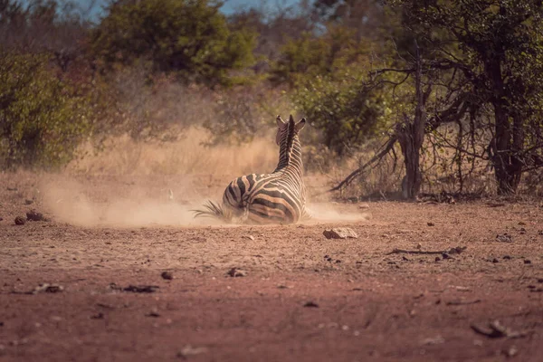 Zebra Lying Ground Game Reserve Africa Surrounded Wild Nature — Stock Photo, Image