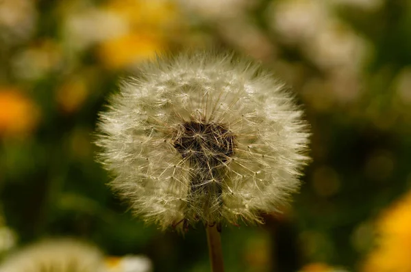 Primo Piano Del Blowball Dente Leone Prato Makro Con Bokeh — Foto Stock