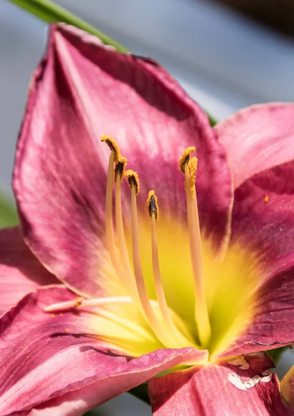 Lilly Stamen Blossoming Sunshine Campground North Carolina Usa — Stock Photo, Image