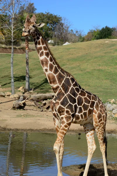 Vertikal Bild Giraff Zoo — Stockfoto