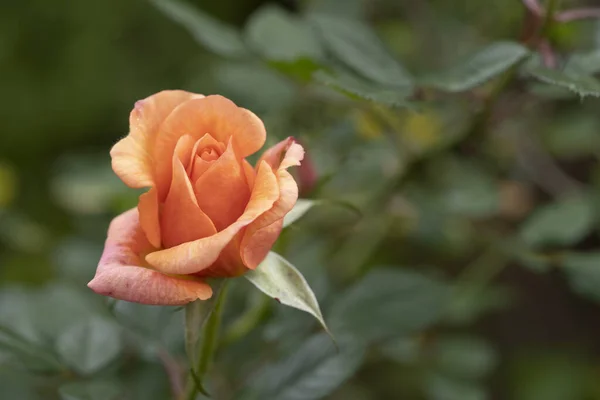 Primer Plano Los Detalles Una Rosa Naranja Floreciente — Foto de Stock