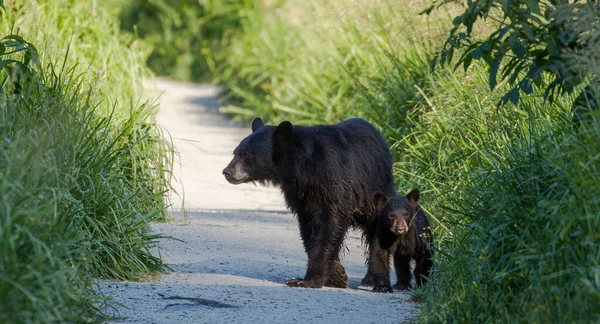 Stor Och Baby Svarta Björnar Ursus Americanus Nära Gräset — Stockfoto