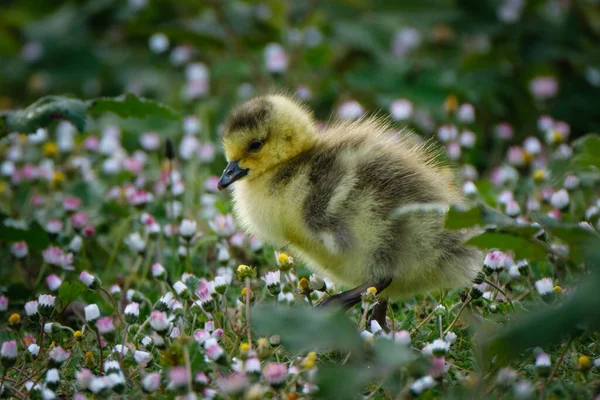 Selektiv Närbild Vacker Fluffig Gul Gosling Blomsteräng — Stockfoto