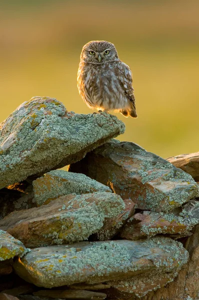 背景のぼやけた石の上にかわいいフクロウの縦の肖像画 — ストック写真