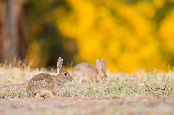 Foco Poco Profundo Conejos Salvajes Hierba Amanecer Oeste España — Foto de Stock