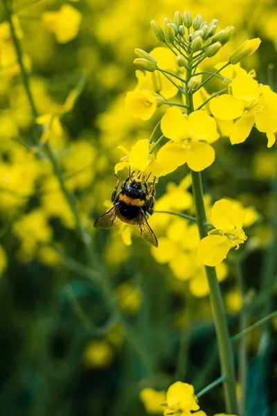 从田里的黄菜花中采集花蜜的蜜蜂的垂直选择性照片 — 图库照片
