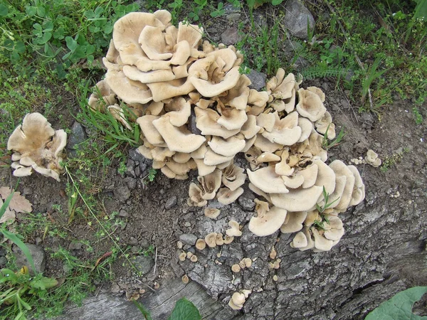 Wild Mushrooms Forest Armenia — Stock Photo, Image